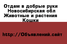 Отдам в добрые руки - Новосибирская обл. Животные и растения » Кошки   